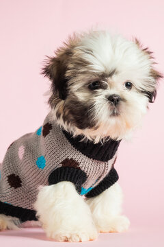 Shih Tzu Puppy