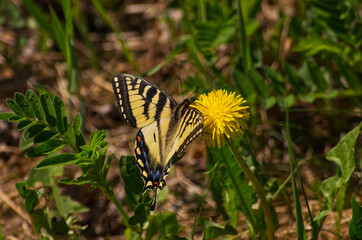 A Canadian Tiger Swallowtail Butterfly on a Dandelion