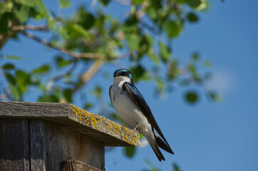 A Tree Swallow (tachycineta bicolor) on a Birdhouse