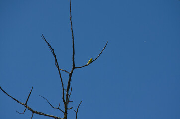 An American Goldfinch in a Tree