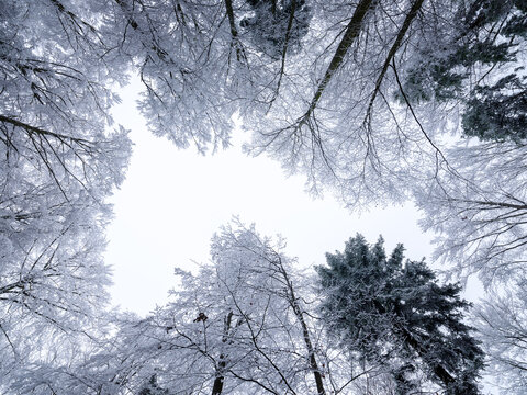 Frozen forest