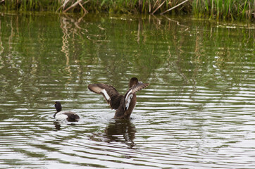 A Greater Scaup Couple in the Water