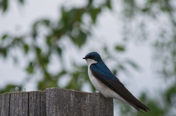 A Tree Swallow (tachycineta bicolor) on a Birdhouse