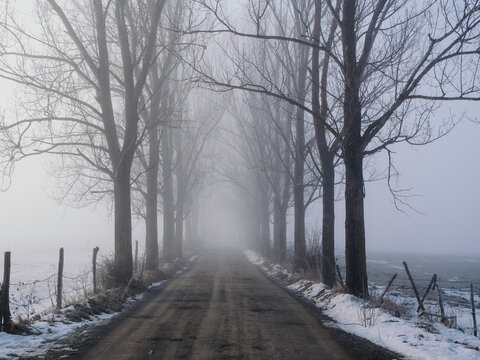 Misty country road in winter