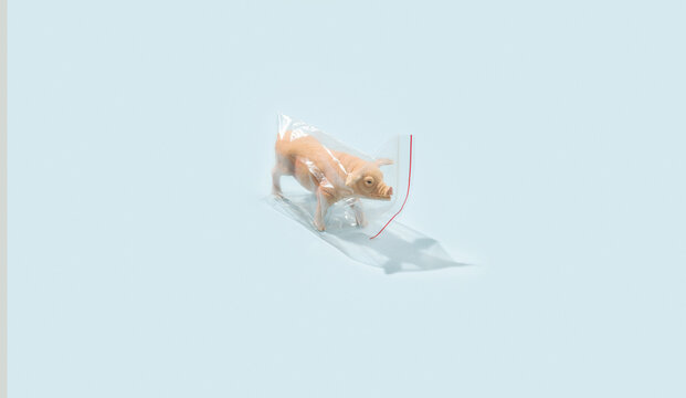 Pig toy  In Plastic Bag.