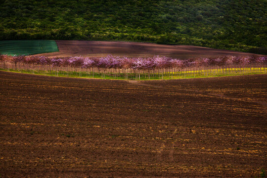 landscape with plowed fields and a small grove of pink flowers