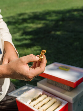 Unrecognizable beekeeper demonstrating queen cup