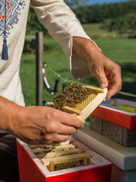Crop beekeeper inspecting honeycomb from nuc box