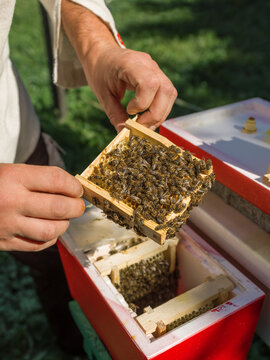 Crop beekeeper showing honeycomb with bees over nuc box