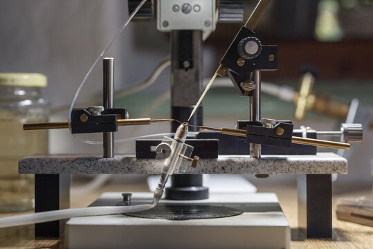 Holder with queen bee under microscope