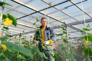 Young farmer watering blooming plants in hothouse