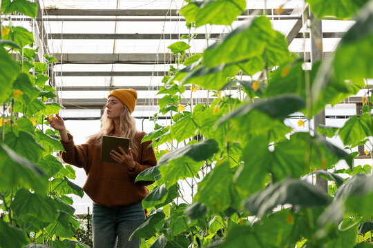 Female farmer with tablet inspecting plants