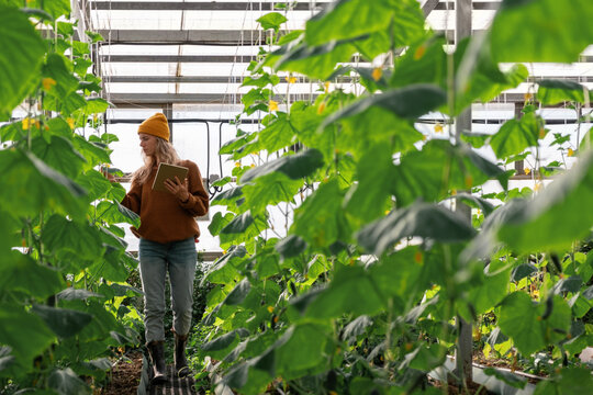 Female farmer with tablet checking plants in greenhouse