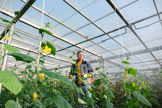 Young man irrigating cucumber plants