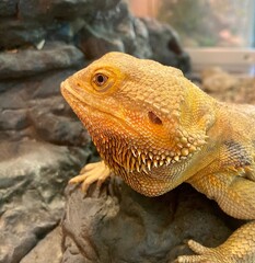 Obraz premium bearded dragon lizard