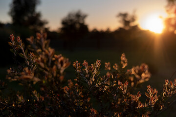 Young leafs of plants in the evening light at sunset