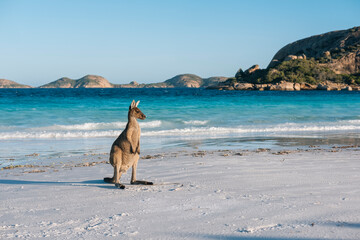 Kangeroo on the beach posing in the evening light in front of a bright blue ocean