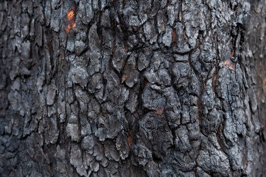 Blackened bark of a treetrunk. Forest slowly recovering from a bush fire.