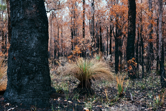 Forest slowly recovering from a bush fire