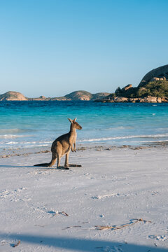 Kangeroo on the beach posing in the evening light in front of a bright blue ocean
