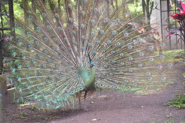 Obraz premium The green peafowl, Pavo muticus is a peafowl species native to the tropical forests of Southeast Asia