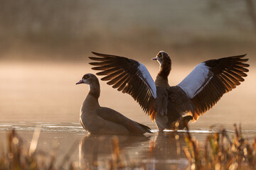 Nilgänse bei Sonnenaufgang