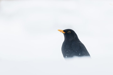 Amsel im Schnee