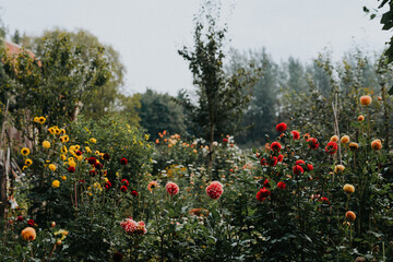 Garden full of pink, red, yellow and orange dahlia flowers blossoming