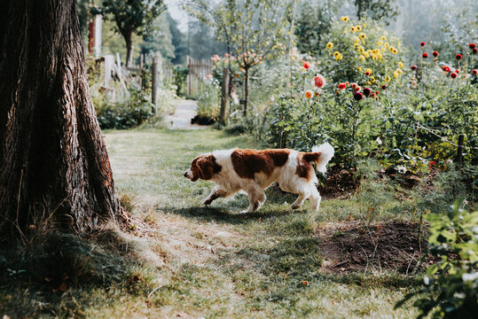Garden full of dahlia flowers blossoming and dog running through