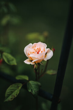 A pastel orange pink toned rose blossoming outdoors