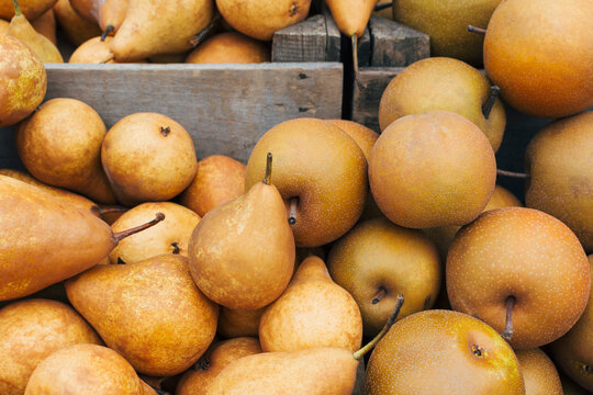 Fresh bosc and asian pears
