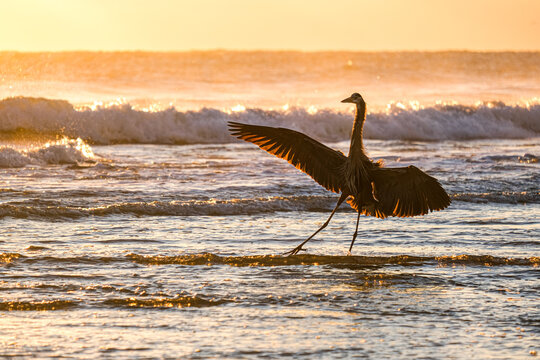 Heron Sunrise Landing