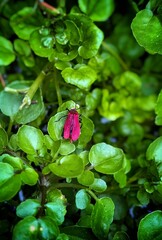 raspberry on the bush