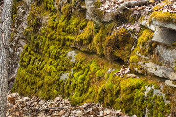 Mosses covering rock ledge at Whitaker Woods in Somers, Connecticut.