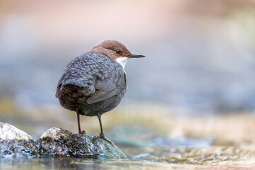 Wasseramsel Portrait