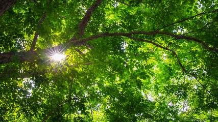 Fototapeta premium green trees in spring with sunlight