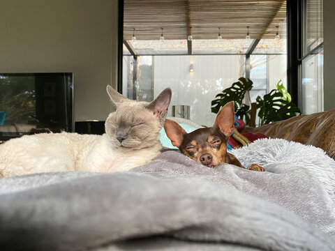 A Devon Rex cat and a Minpin cuddle up together