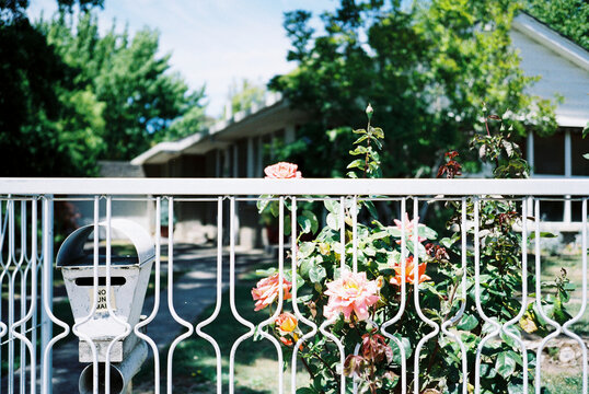 Country garden roses and vintage fence