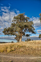 Treescape on the road to Hollbrook, NSW, Australia