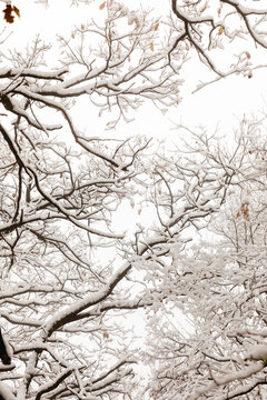 Snowy branches pattern