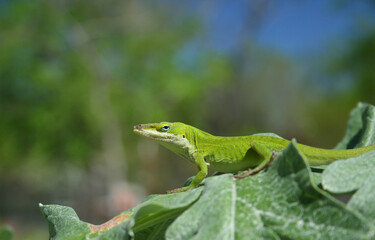 Artichoke in Garden With Green Anole Lizard Anolis carolinensis