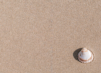 Summer holiday poster with seashells, starfishes on sand ocean beach background. Summer vacation and product advertisement concept.