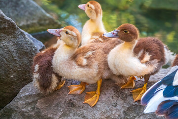 Cute little ducklings standing in a lake coast