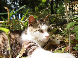 公園を自由に歩く猫