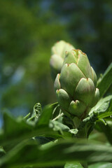 Artichoke in Garden With Blurred Green Plant Background