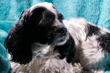 Black and white Shih Tzus breed dog on a very relaxed padded background, faithful friend of man. Domestic mammal.