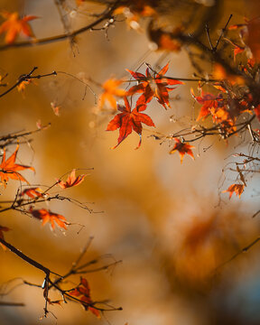 Orange Fall Leaves 