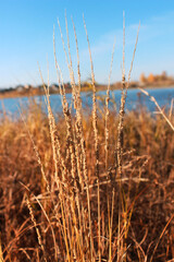 Obraz premium Yellowed grass on the background of the lake. Autumn background.