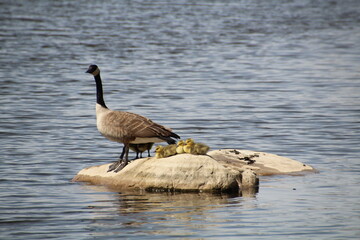Alert Mother Goose, Pylypow Wetlands, Edmonton, Alberta