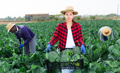 Portrait of woman gardener picking harvest of broccoli to crate in garden